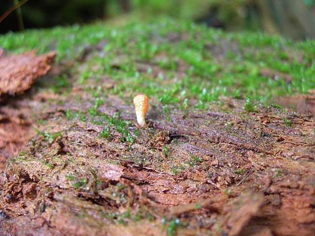 Cordyceps spec.